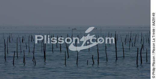 Bassin d'Arcachon - © Philip Plisson / Plisson La Trinité / AA29149 - Nos reportages photos - Conchyliculture