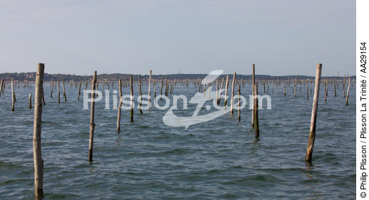 Bassin d'Arcachon - © Philip Plisson / Plisson La Trinité / AA29154 - Nos reportages photos - Conchyliculture