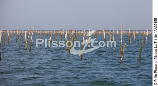 Bassin d'Arcachon - © Philip Plisson / Plisson La Trinité / AA29155 - Nos reportages photos - Conchyliculture