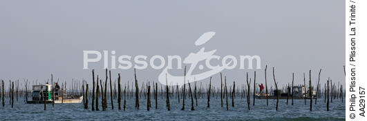 Basin of arcachon - © Philip Plisson / Plisson La Trinité / AA29157 - Photo Galleries - Aquaculture