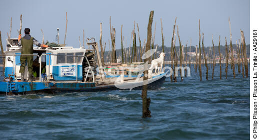 Basin of arcachon - © Philip Plisson / Plisson La Trinité / AA29161 - Photo Galleries - Lighter used by oyster farmers