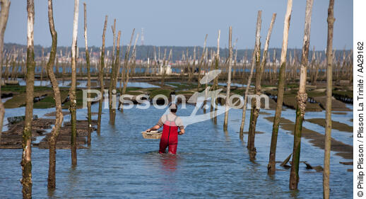 Bassin d'Arcachon - © Philip Plisson / Plisson La Trinité / AA29162 - Nos reportages photos - Conchyliculture