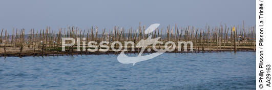 Basin of arcachon - © Philip Plisson / Plisson La Trinité / AA29163 - Photo Galleries - Aquaculture
