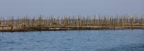 Bassin d'Arcachon © Philip Plisson / Plisson La Trinité / AA29163 - Nos reportages photos - Conchyliculture
