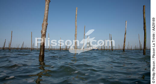 Bassin d'Arcachon - © Philip Plisson / Plisson La Trinité / AA29169 - Nos reportages photos - Philip Plisson