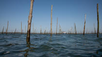 Bassin d'Arcachon © Philip Plisson / Plisson La Trinité / AA29169 - Nos reportages photos - Conchyliculture