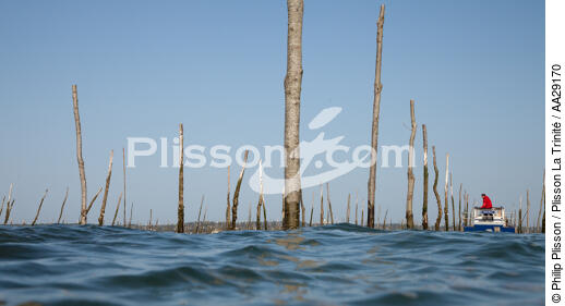 Basin of arcachon - © Philip Plisson / Plisson La Trinité / AA29170 - Photo Galleries - Oyster farming
