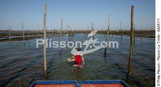 Basin of arcachon - © Philip Plisson / Plisson La Trinité / AA29171 - Photo Galleries - Oyster farming