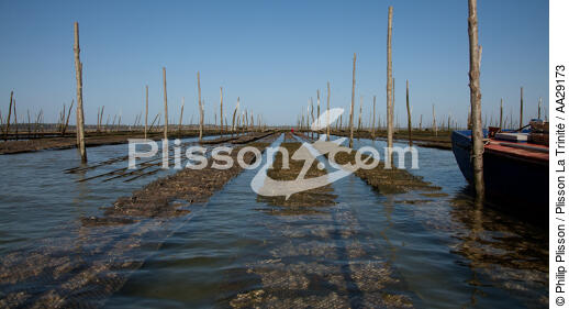 Bassin d'Arcachon - © Philip Plisson / Plisson La Trinité / AA29173 - Nos reportages photos - Conchyliculture