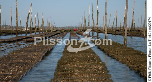 Bassin d'Arcachon - © Philip Plisson / Plisson La Trinité / AA29174 - Nos reportages photos - Conchyliculture
