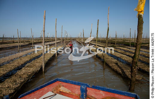 Basin of arcachon - © Philip Plisson / Plisson La Trinité / AA29175 - Photo Galleries - Oyster farming