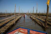 Basin of arcachon © Philip Plisson / Plisson La Trinité / AA29175 - Photo Galleries - Shellfish farming
