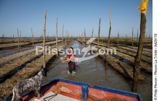 Bassin d'Arcachon - © Philip Plisson / Plisson La Trinité / AA29176 - Nos reportages photos - Arcachon [Bassin d']