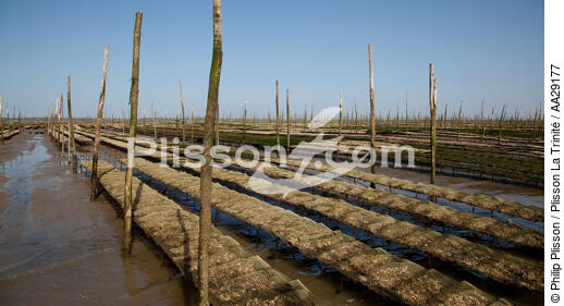 Bassin d'Arcachon - © Philip Plisson / Plisson La Trinité / AA29177 - Nos reportages photos - Aquaculture