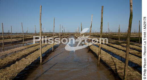 Basin of arcachon - © Philip Plisson / Plisson La Trinité / AA29178 - Photo Galleries - Arcachon [Basin of]