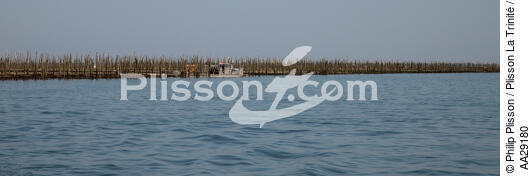 Basin of arcachon - © Philip Plisson / Plisson La Trinité / AA29180 - Photo Galleries - Oyster farming