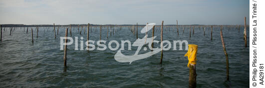 Basin of arcachon - © Philip Plisson / Plisson La Trinité / AA29181 - Photo Galleries - Oyster farming