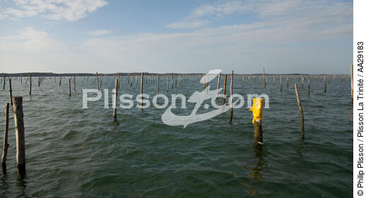 Basin of arcachon - © Philip Plisson / Plisson La Trinité / AA29183 - Photo Galleries - Shellfish farming