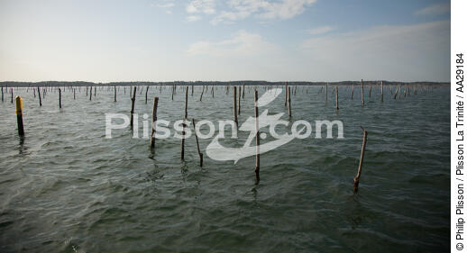 Basin of arcachon - © Philip Plisson / Plisson La Trinité / AA29184 - Photo Galleries - Shellfish farming