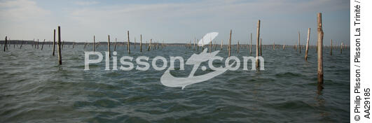 Bassin d'Arcachon - © Philip Plisson / Plisson La Trinité / AA29185 - Nos reportages photos - Arcachon [Bassin d']
