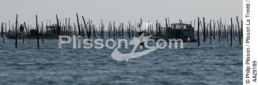 Basin of arcachon - © Philip Plisson / Plisson La Trinité / AA29189 - Photo Galleries - Shellfish farming