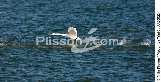 The swan tak off - © Philip Plisson / Plisson La Trinité / AA29522 - Photo Galleries - Fauna