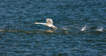 The swan tak off © Philip Plisson / Plisson La Trinité / AA29522 - Photo Galleries - Philip Plisson