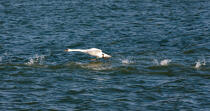 The swan tak off © Philip Plisson / Plisson La Trinité / AA29523 - Photo Galleries - Swan