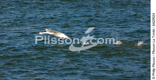 The swan tak off - © Philip Plisson / Plisson La Trinité / AA29524 - Photo Galleries - Fauna and Flora