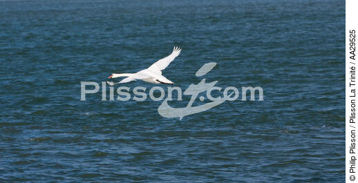 The swan tak off - © Philip Plisson / Plisson La Trinité / AA29525 - Photo Galleries - Fauna