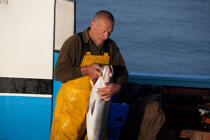 Pêche au Maigre dans l'estuaire de la Gironde © Philip Plisson / Plisson La Trinité / AA29598 - Nos reportages photos - Mots clés