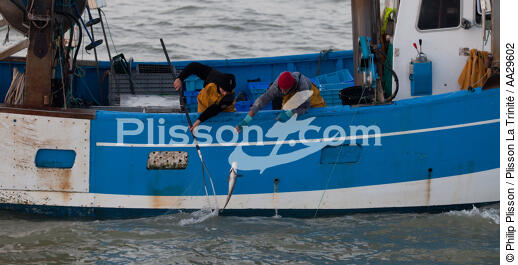 Pêche au Maigre dans l'estuaire de la Gironde - © Philip Plisson / Plisson La Trinité / AA29602 - Nos reportages photos - Fleuve