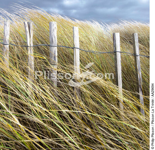 Edge of dune - © Philip Plisson / Plisson La Trinité / AA29694 - Photo Galleries - Light