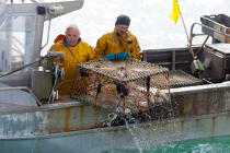Pot vessels fishing in the cuttlefish [AT] © Philip Plisson / Plisson La Trinité / AA29828 - Photo Galleries - Manche [The]
