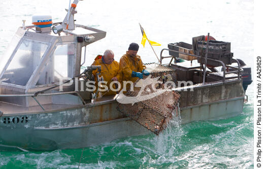 Pot vessels fishing in the cuttlefish [AT] - © Philip Plisson / Plisson La Trinité / AA29829 - Photo Galleries - Normandie