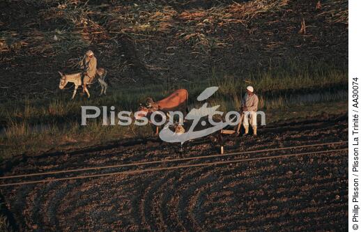 Field work in Egypt - © Philip Plisson / Plisson La Trinité / AA30074 - Photo Galleries - Interior landscape