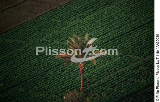Palm tree in the middle of cultures in Egypt - © Philip Plisson / Plisson La Trinité / AA30080 - Photo Galleries - Fauna and Flora