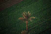 Palm tree in the middle of cultures in Egypt © Philip Plisson / Plisson La Trinité / AA30080 - Photo Galleries - Egypt from above
