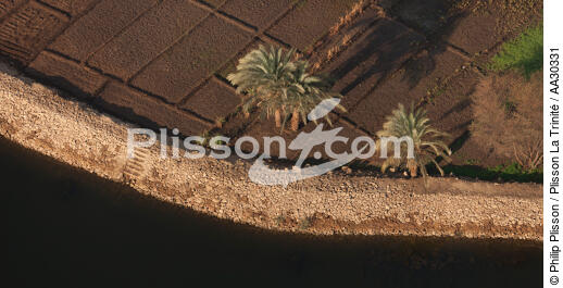 Cultures sur les bords du Nil - © Philip Plisson / Plisson La Trinité / AA30331 - Photo Galleries - Interior landscape