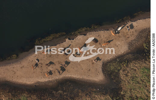 Troupeau sur les rives du Nil - © Philip Plisson / Plisson La Trinité / AA30388 - Nos reportages photos - L'Egypte vue du ciel