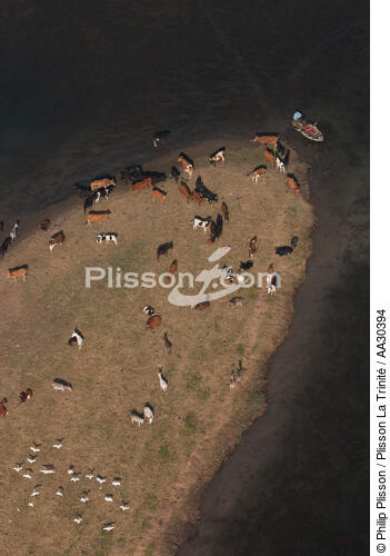Troupeau sur les rives du Nil - © Philip Plisson / Plisson La Trinité / AA30394 - Nos reportages photos - Mammifère