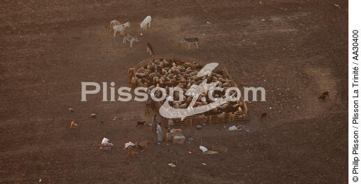 Herd on the banks of the Nile - © Philip Plisson / Plisson La Trinité / AA30400 - Photo Galleries - Interior landscape