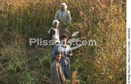 Cultures sur les bords du Nil - © Philip Plisson / Plisson La Trinité / AA30402 - Nos reportages photos - Personnage