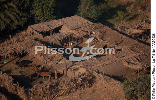 Herd of cows, Egypt - © Philip Plisson / Plisson La Trinité / AA30436 - Photo Galleries - Fauna and Flora