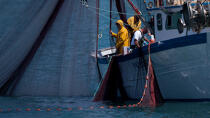 Fishing in front of Narbonne-Plage © Philip Plisson / Plisson La Trinité / AA30635 - Photo Galleries - Fishing vessel