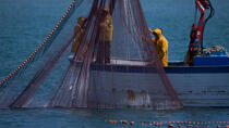 Fishing in front of Narbonne-Plage © Philip Plisson / Plisson La Trinité / AA30639 - Photo Galleries - Fishing vessel