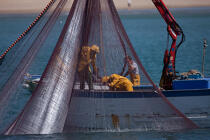 Fishing in front of Narbonne-Plage © Philip Plisson / Plisson La Trinité / AA30640 - Photo Galleries - Fishing vessel