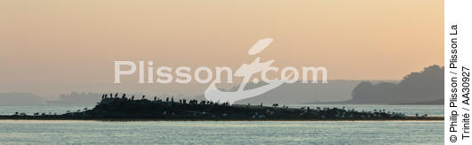 Petit matin dans le Golfe du Morbihan - © Philip Plisson / Plisson La Trinité / AA30927 - Nos reportages photos - Oiseau marin