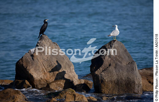 Saintes-Maries-de-la-Mer en Camargue - © Philip Plisson / Plisson La Trinité / AA31018 - Nos reportages photos - Oiseau marin