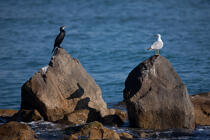 Saintes-Maries-de-la-Mer en Camargue © Philip Plisson / Plisson La Trinité / AA31018 - Nos reportages photos - Oiseau marin